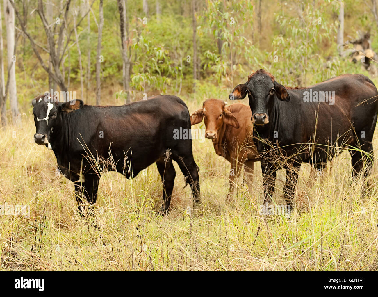 Trois petites vaches bovins à viande brune sur rural farm Banque D'Images