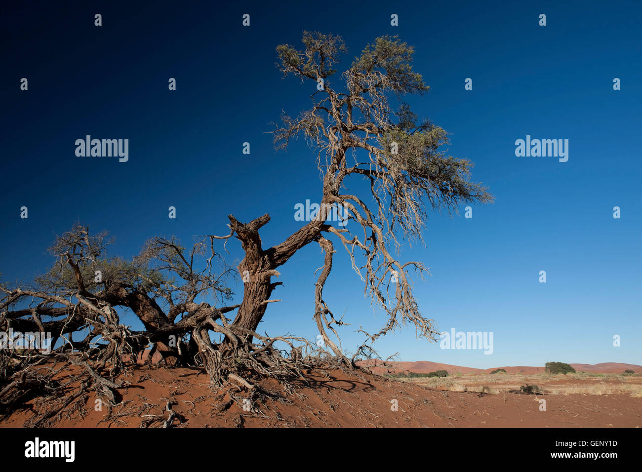 Camel Thorn (acacia erioloba), Namibie Banque D'Images