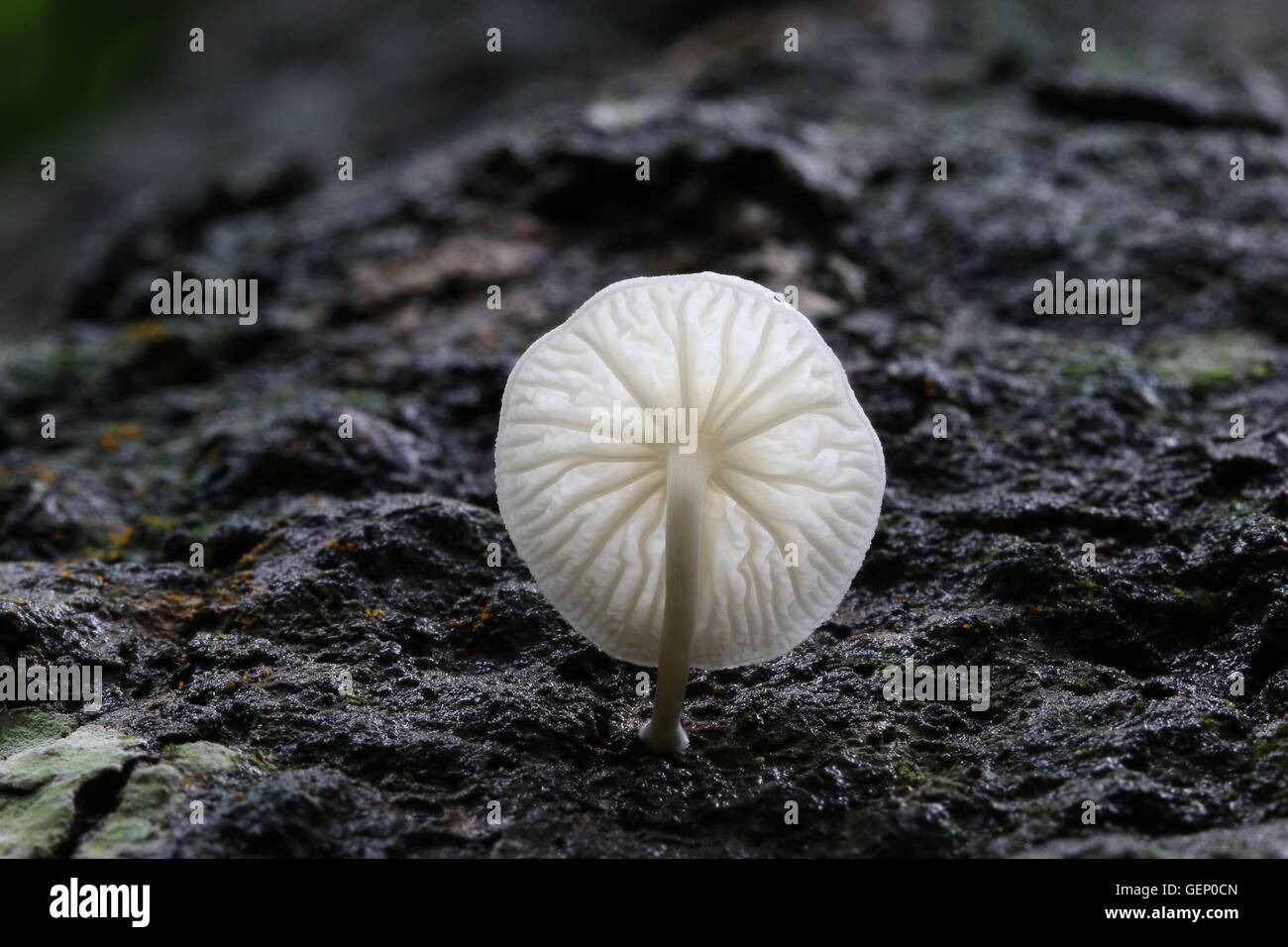 Vue unique d'un blanc lumineux champignons sur un tronc d'arbre. Banque D'Images