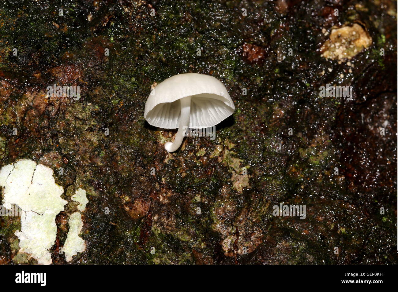 La culture des champignons blanc lumineux sur un tronc d'arbre. Banque D'Images