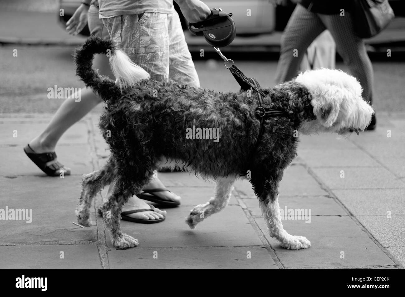 Chien de Berger laisse à pied noir et blanc animal mutt Banque D'Images