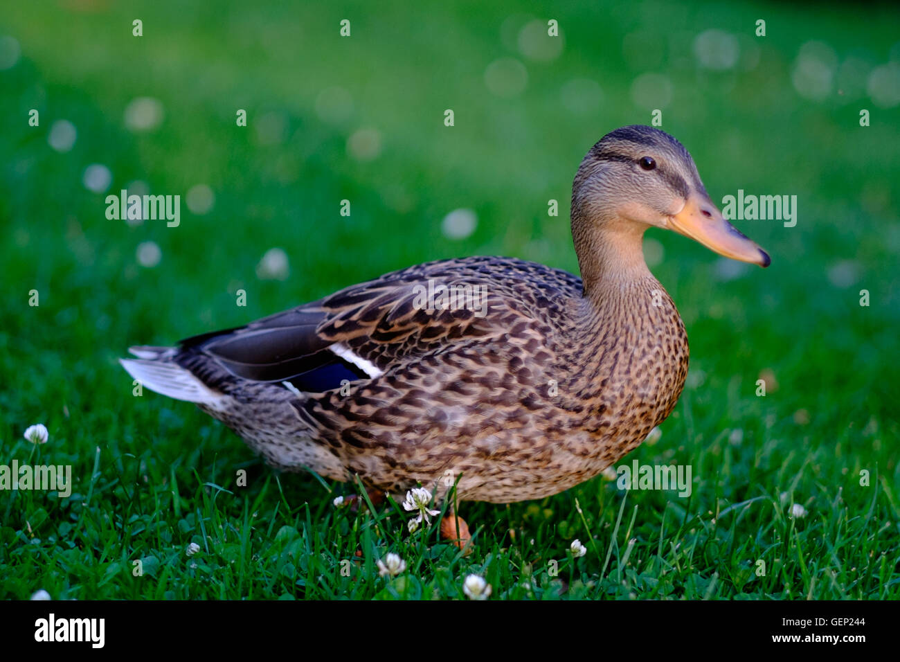 Un canard Gander Goose oiseau brun photo couleur Banque D'Images