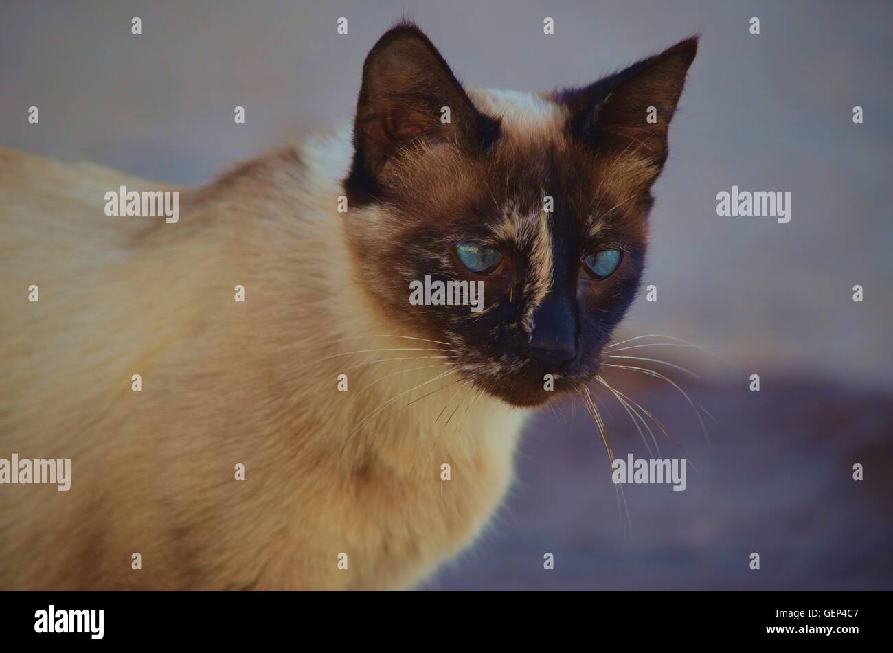 Chat Croise Bleu Banque De Photographies Et D Images A Haute Resolution Alamy Chat Croise Bleu Banque De Photographies Et D Images A Haute Resolution Alamy