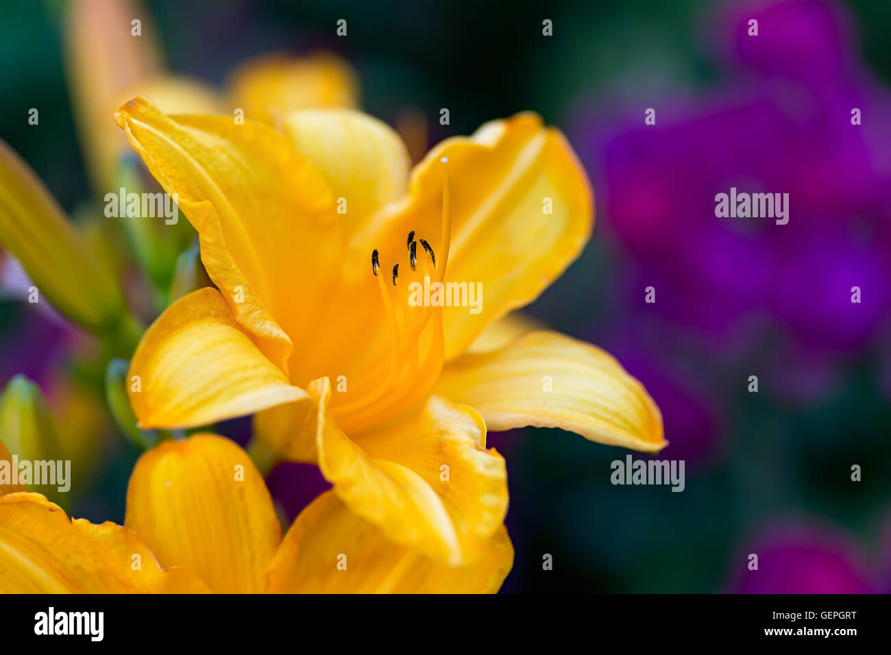 L'hémérocalle jaune fleur sur un flou d'arrière-plan le jardin. Selective focus Banque D'Images