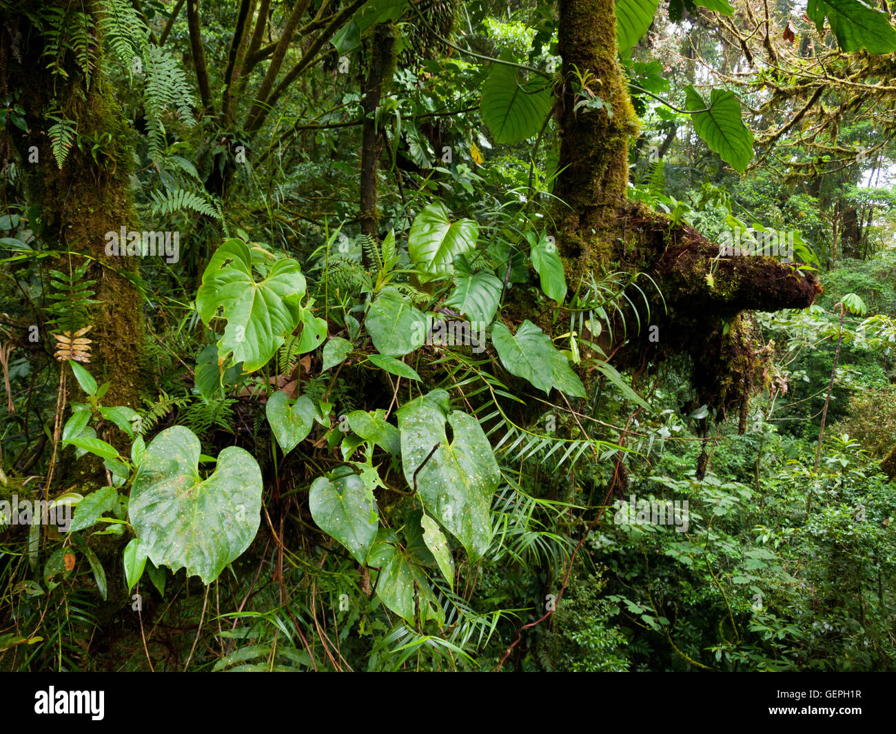 La végétation tropicale de Monteverde Cloud Forest Reserve au Costa