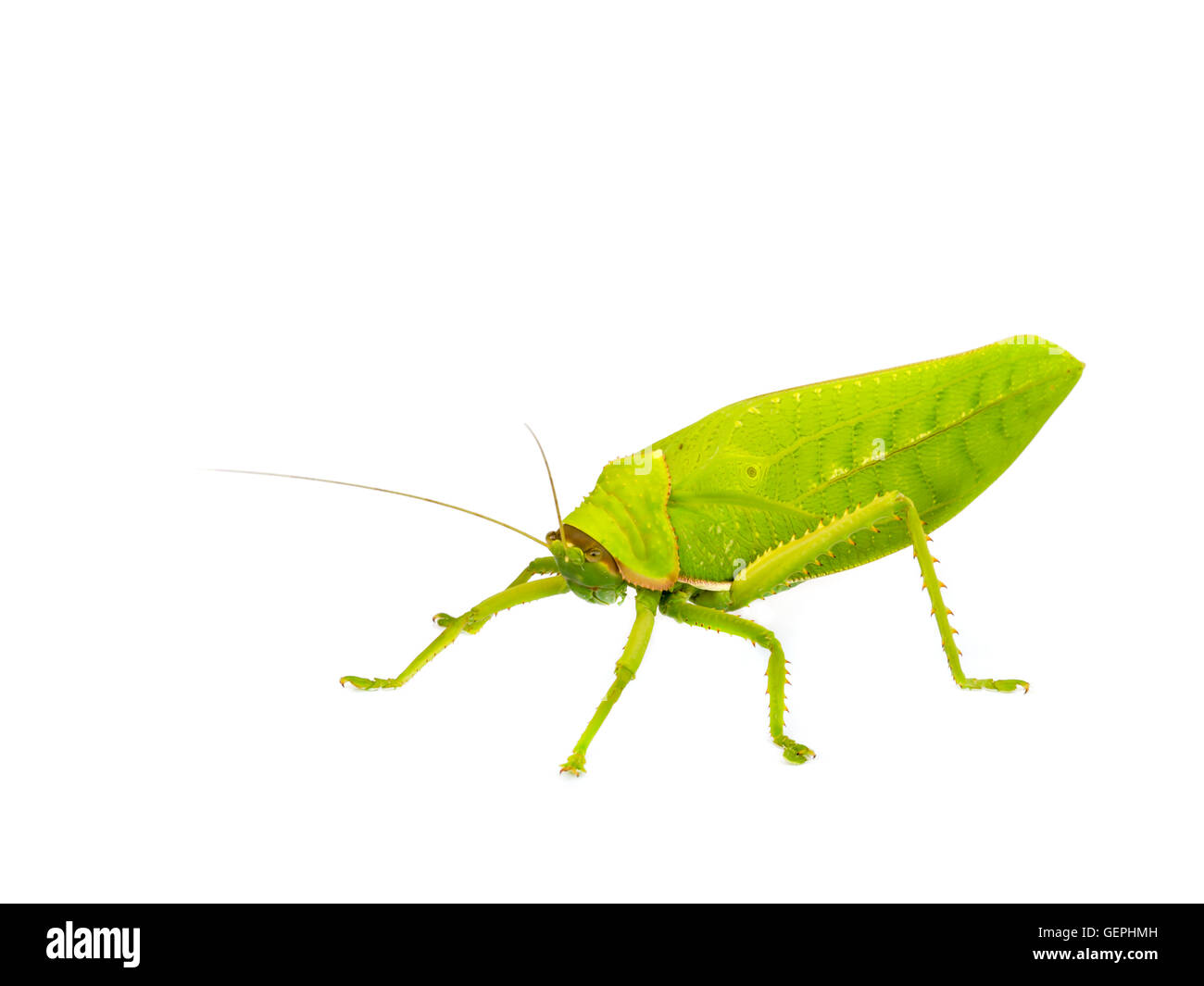 Grande sauterelle verte de sur fond blanc. Banque D'Images