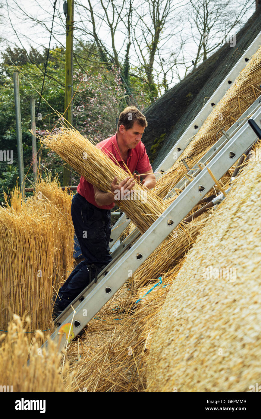 Thatcher portant un yelm de paille d'un toit. Banque D'Images