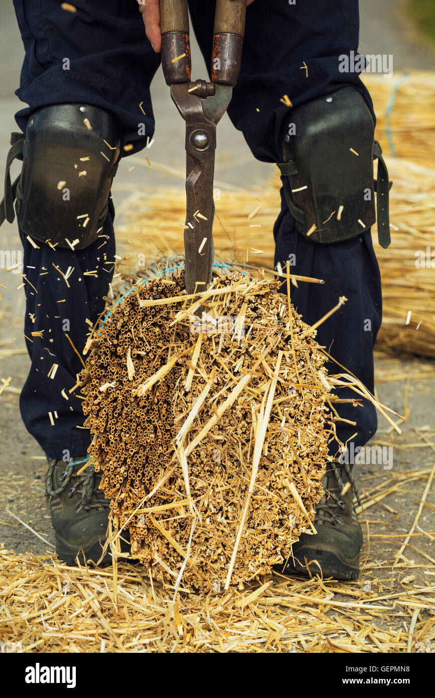 Thatcher couper un yelm de paille avec une paire de ciseaux. Banque D'Images