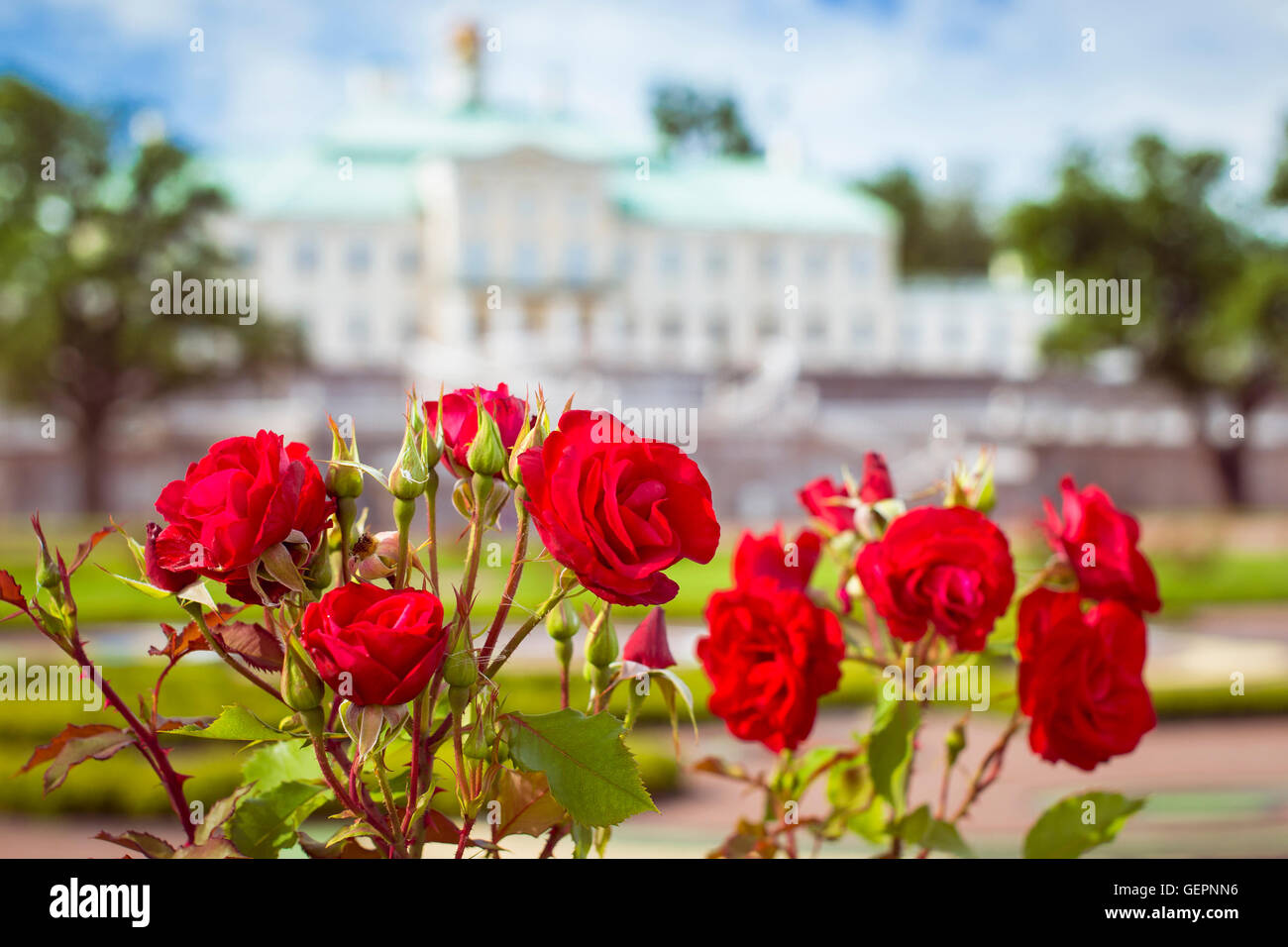 Fleurs rose rouge sur un fond du panorama du Grand Palais Menchikov, le château et le parc ensemble d'Oranienbaum, Rus Banque D'Images