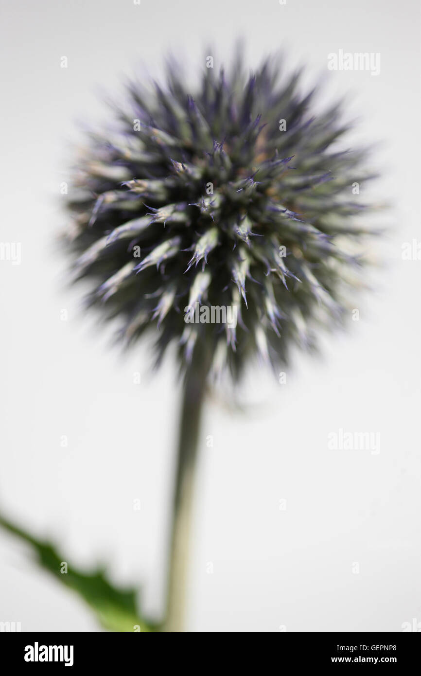 Echinops ritro, globe, globe thistle flower still life Jane Ann Butler Photography JABP1462 Banque D'Images