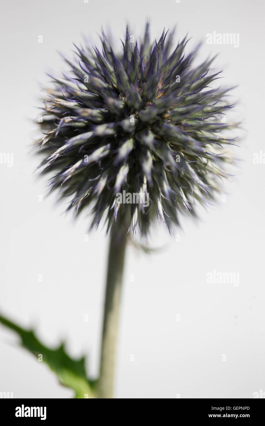Echinops ritro, globe, globe thistle flower still life Jane Ann Butler Photography JABP1463 Banque D'Images