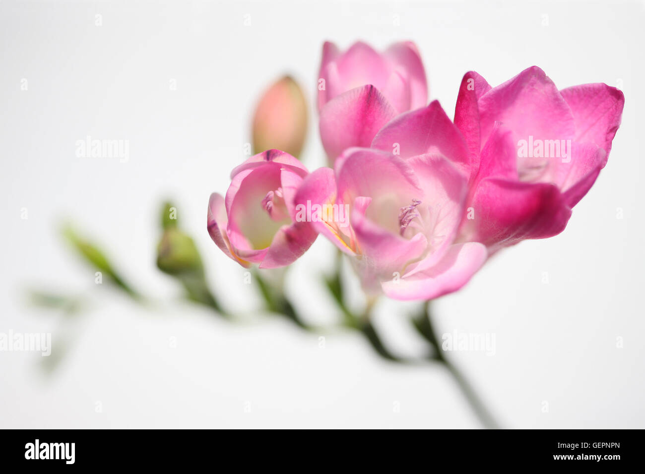Freesia rose doux découlent aussi douce que son parfum Jane Ann Butler Photography JABP1472 Banque D'Images