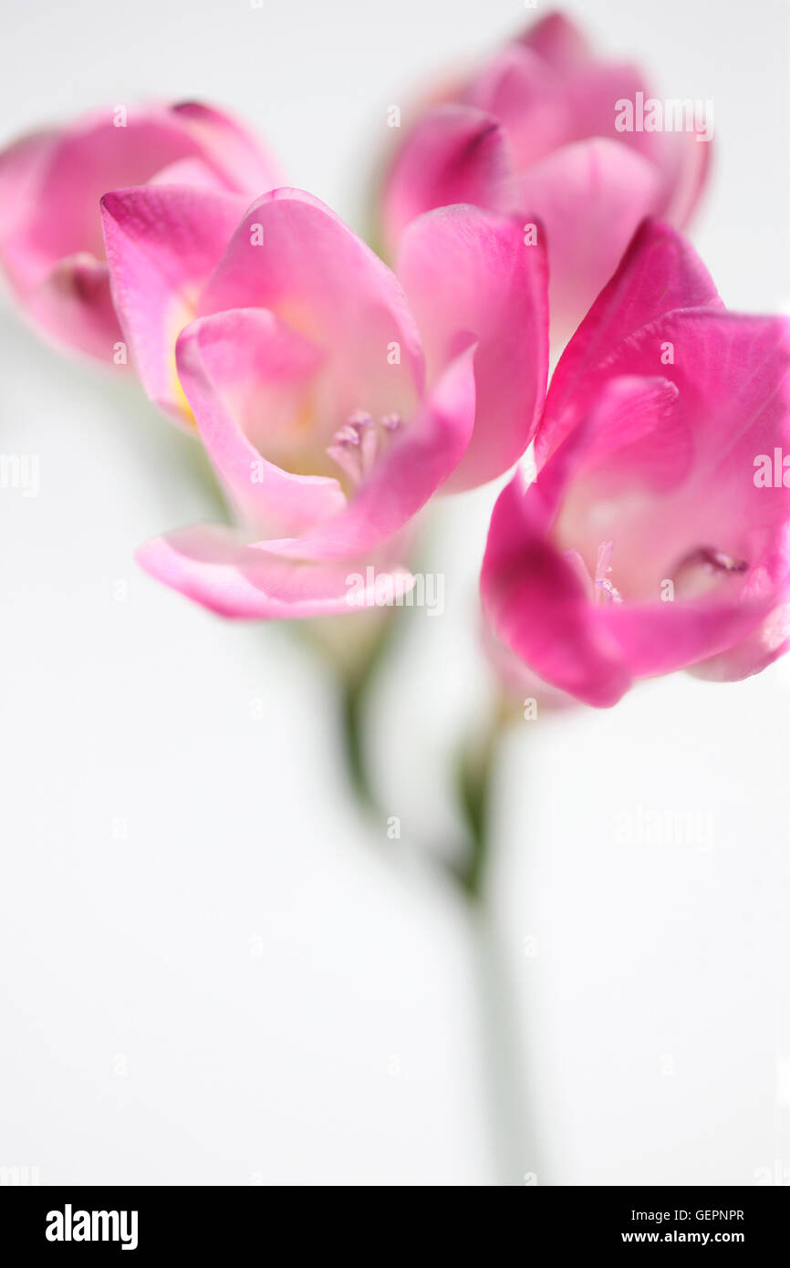 Freesia rose doux découlent aussi douce que son parfum Jane Ann Butler Photography JABP1473 Banque D'Images