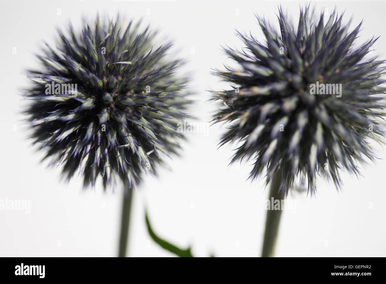 Echinops ritro, globe, globe de fleurs de chardons still life Jane Ann Butler Photography JABP1466 Banque D'Images