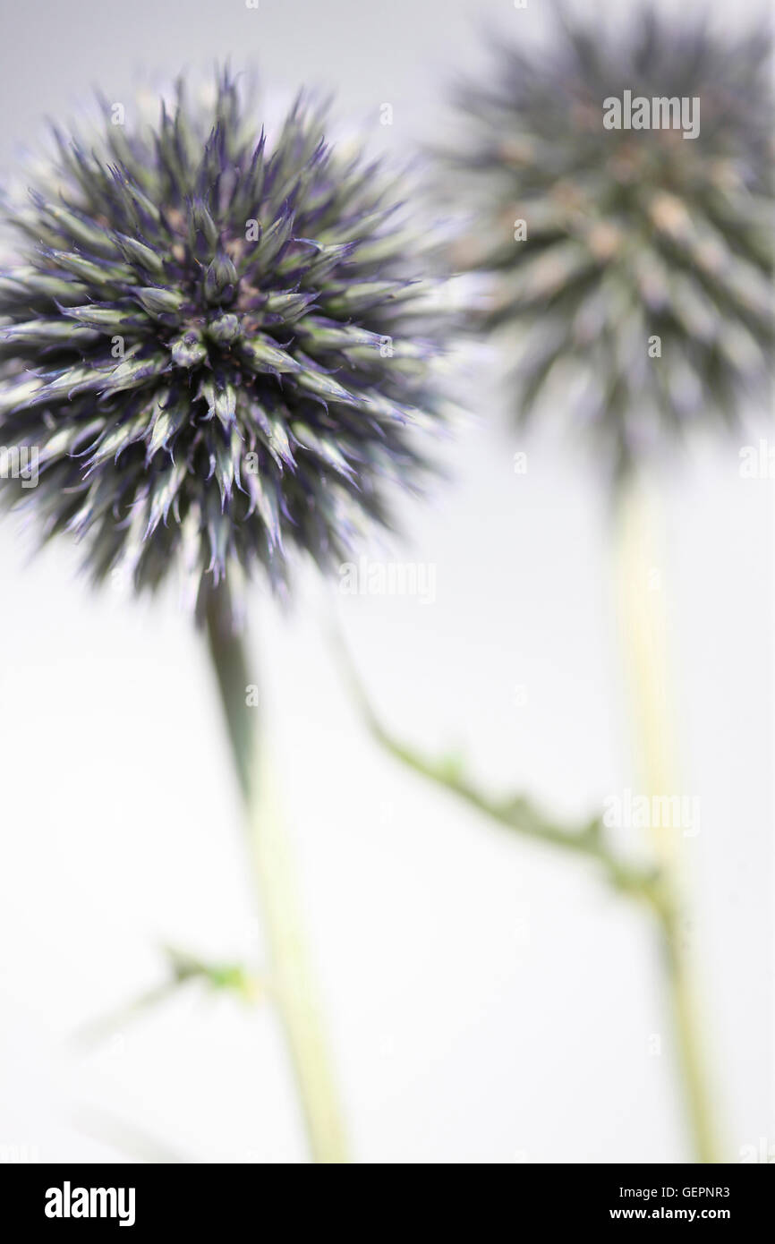 Echinops ritro, globe, globe de fleurs de chardons still life Jane Ann Butler Photography JABP1467 Banque D'Images