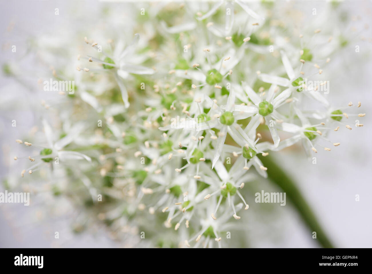 Belle mont Everest allium dans un style contemporain Jane Ann Butler Photography JABP1460 Banque D'Images