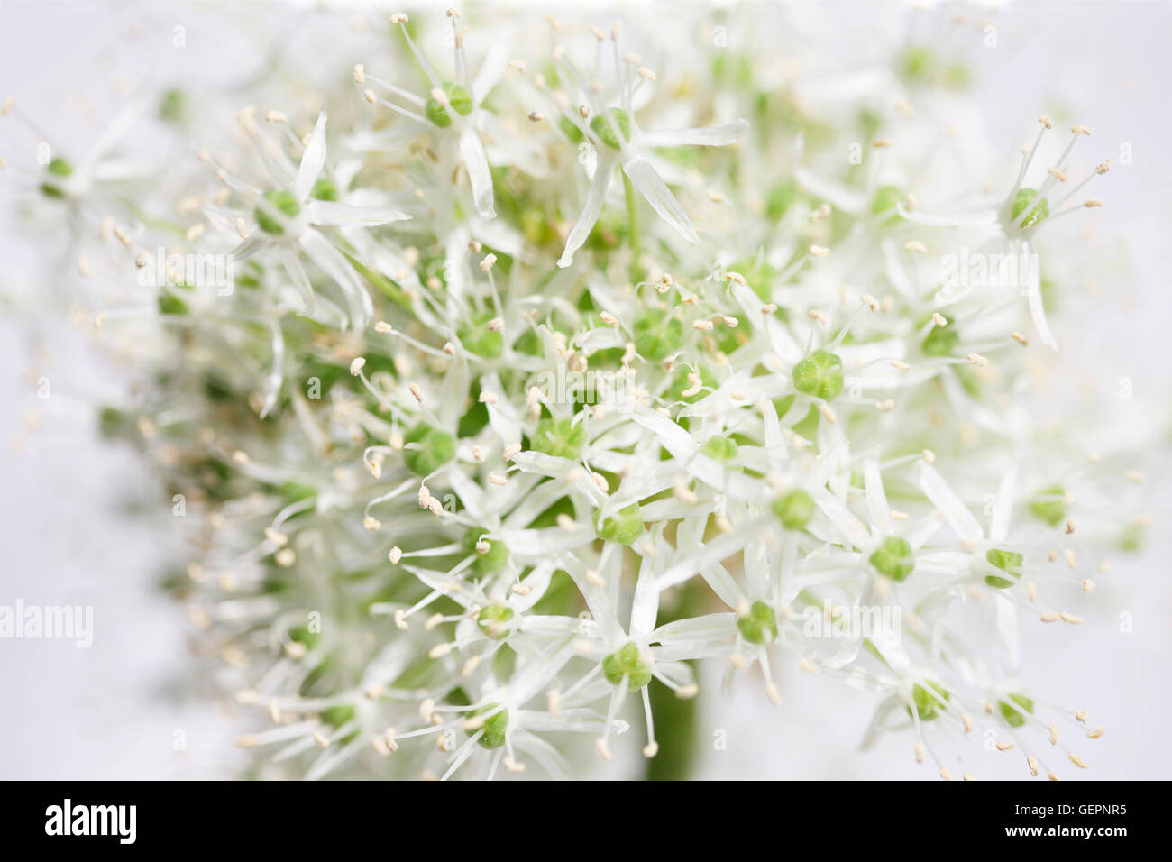Belle mont Everest allium dans un style contemporain Jane Ann Butler Photography JABP1461 Banque D'Images