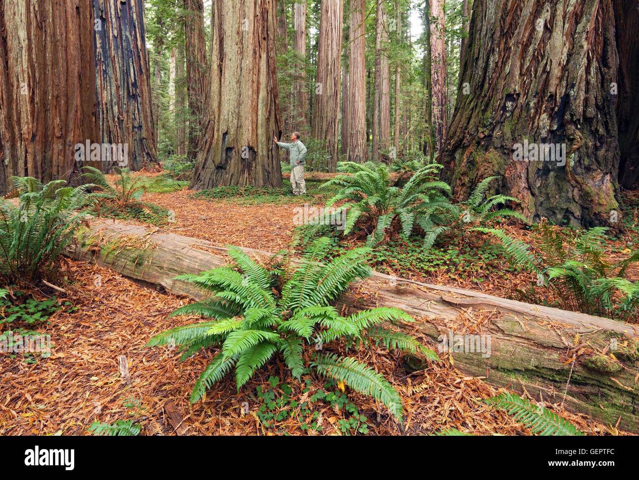 Géographie / voyages, USA, Californie, Jedediah Smith Redwood State Park, Banque D'Images