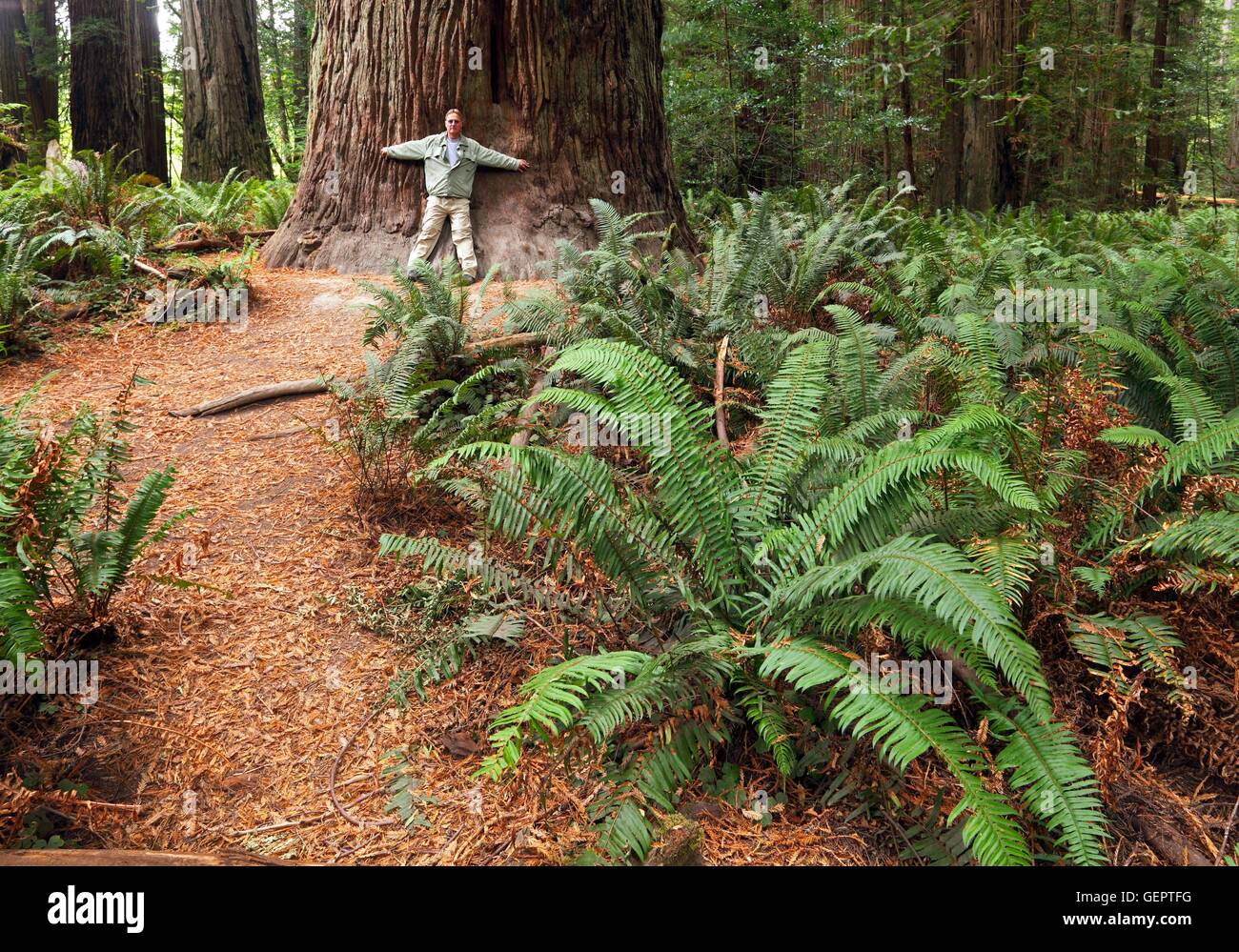 Géographie / voyages, USA, Californie, Jedediah Smith Redwood State Park, Banque D'Images