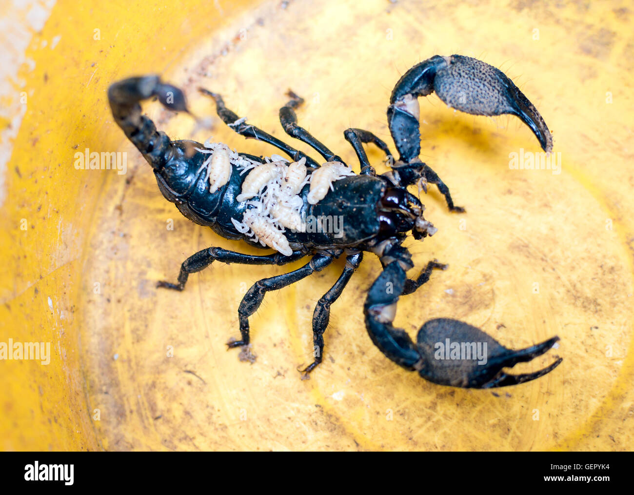 Scorpion avec des nouveaux-nés sur le dos Banque D'Images