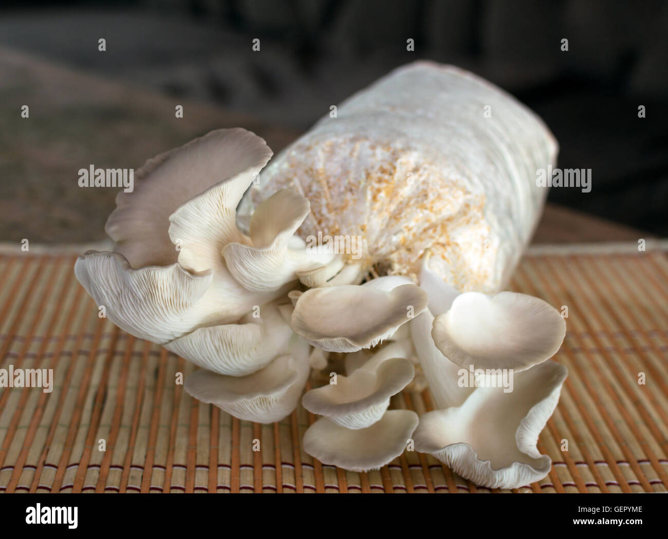 Culture de champignons Banque de photographies et d'images à haute  résolution - Alamy