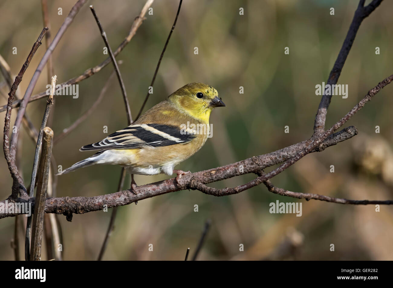Le Chardonneret Jaune Sur Une Branche Est Un Petit Pinson C