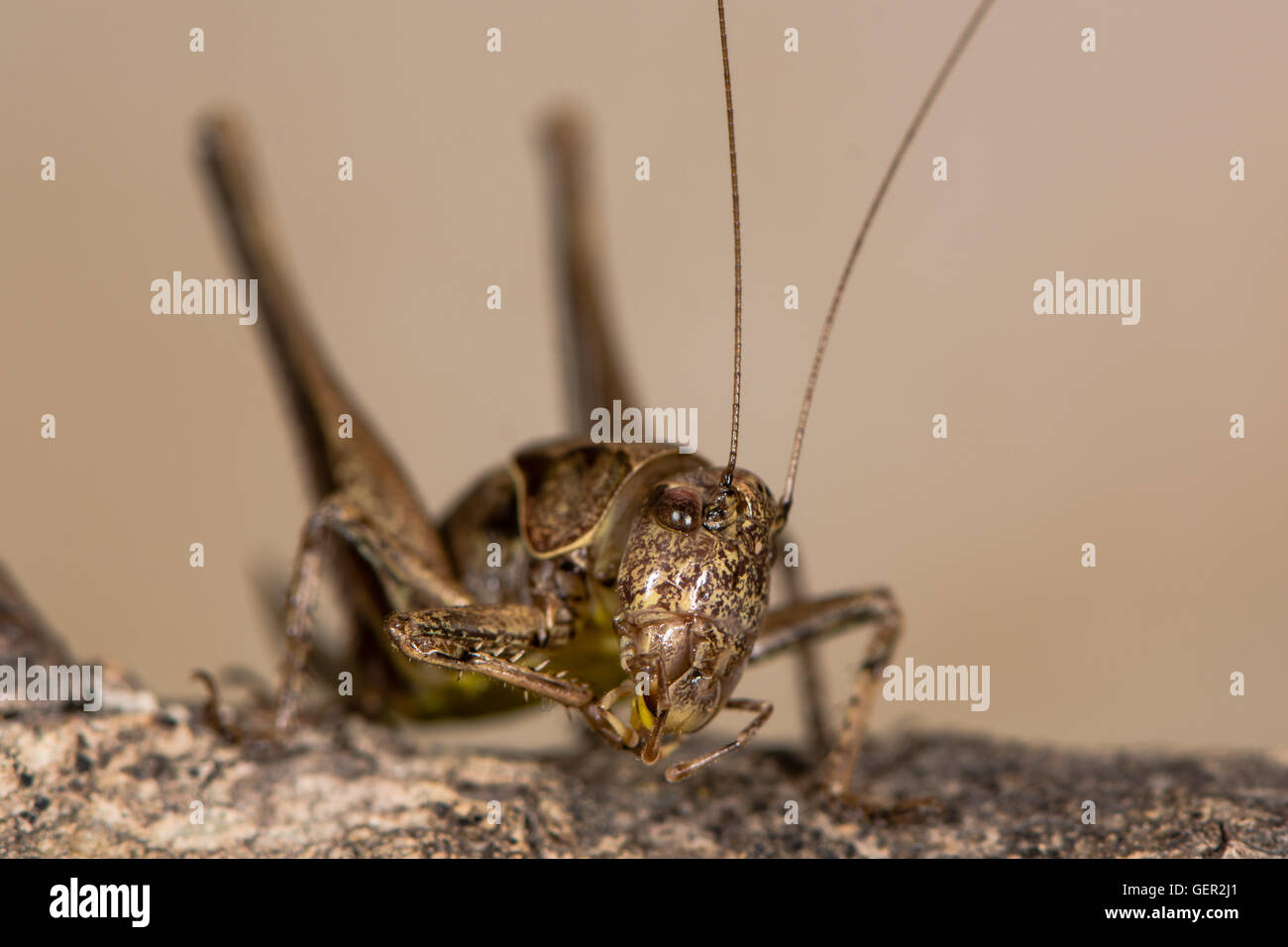 Bush sombre (Pholidoptera griseoaptera) cricket au lissage. Bush-cricket en famille Tettigoniidae montrant les yeux de la tête et des palpes labiaux Banque D'Images