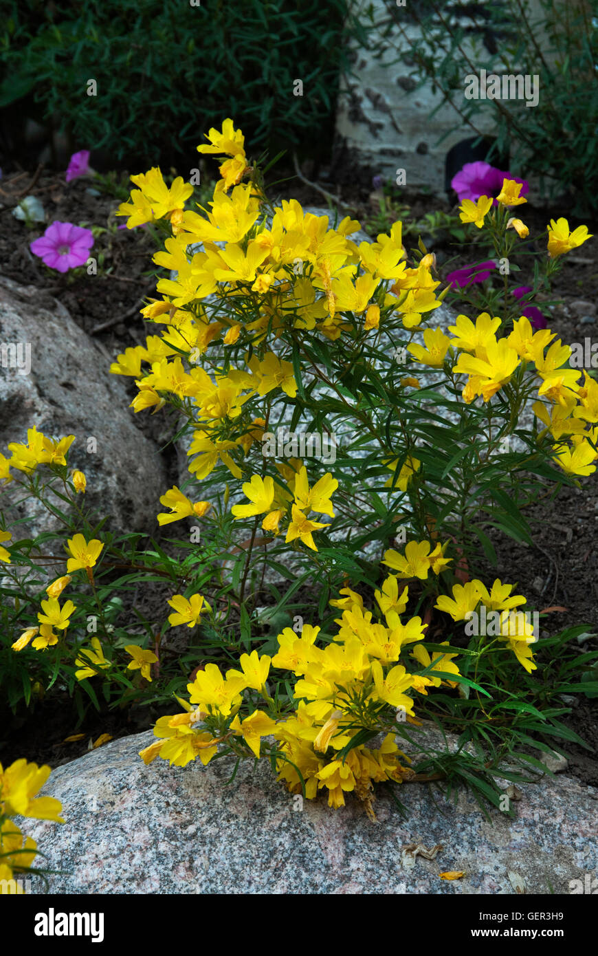 OENOTHERA , SUNDROPS, jaune, Banque D'Images