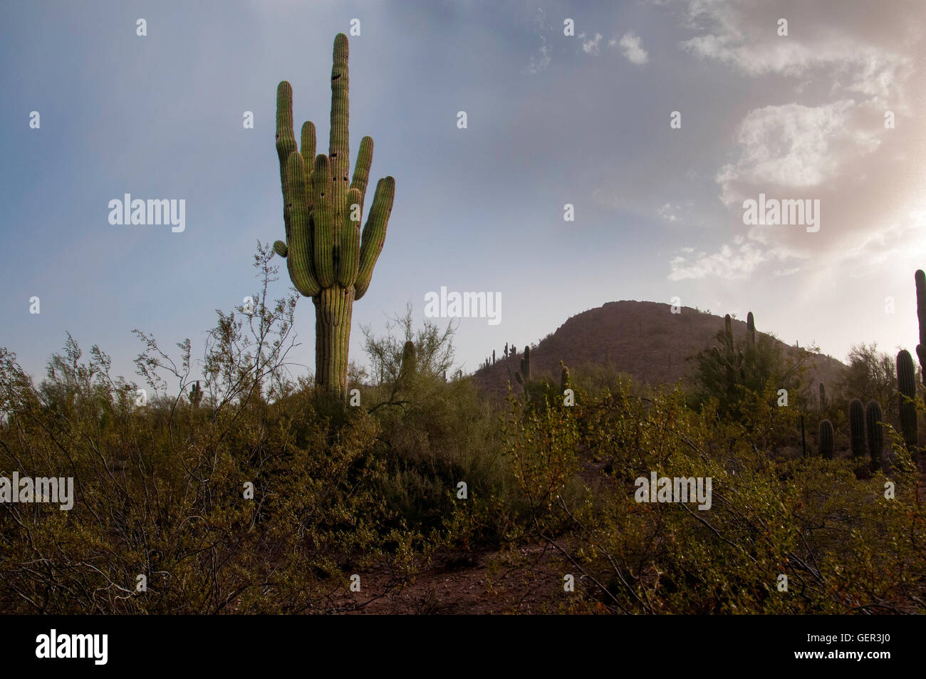 Au coucher du soleil du désert avec Saguaro Cactus Banque D'Images