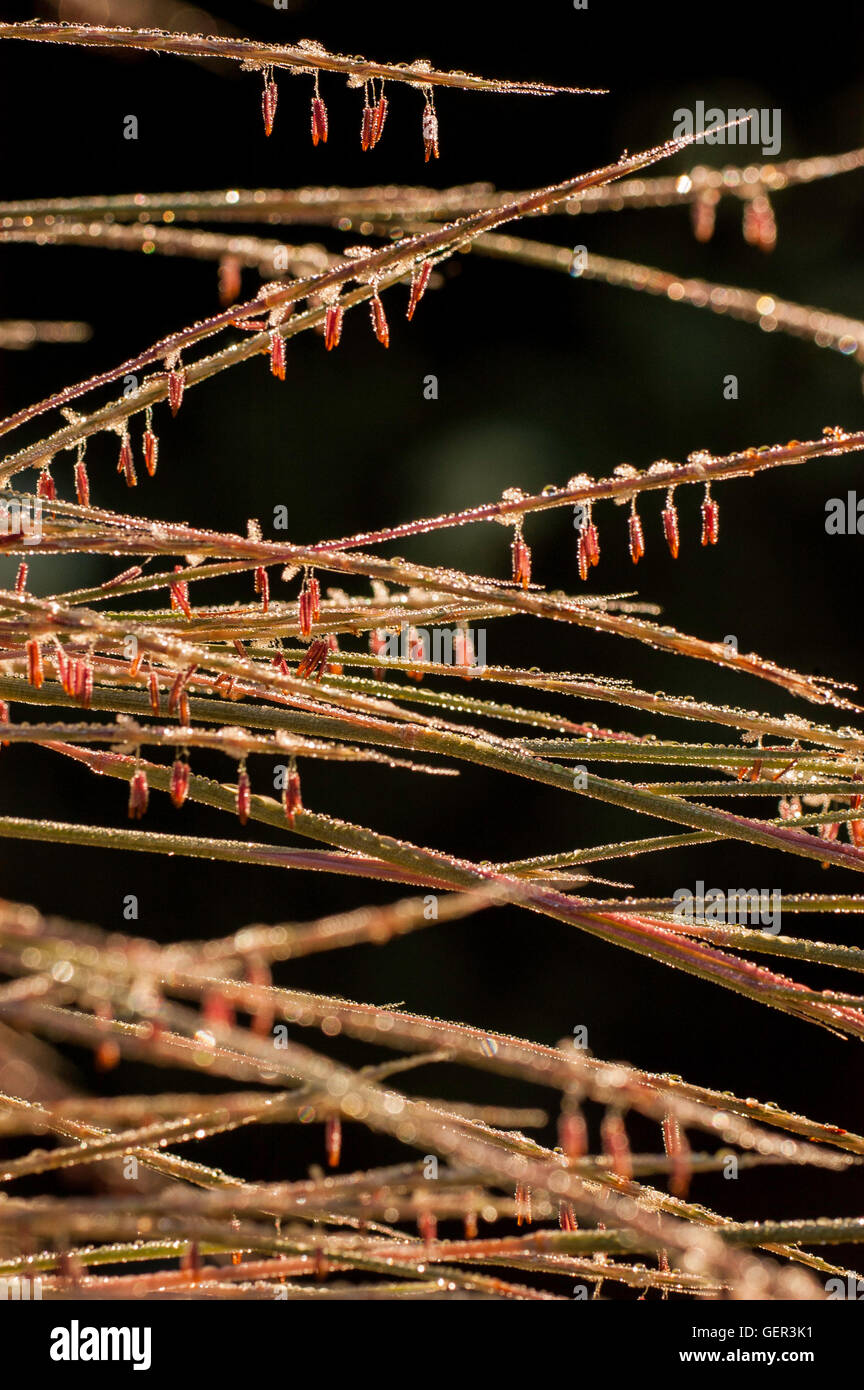 Schizachyrium scoparium 'The Blues', le barbon,graines, rosée, Banque D'Images