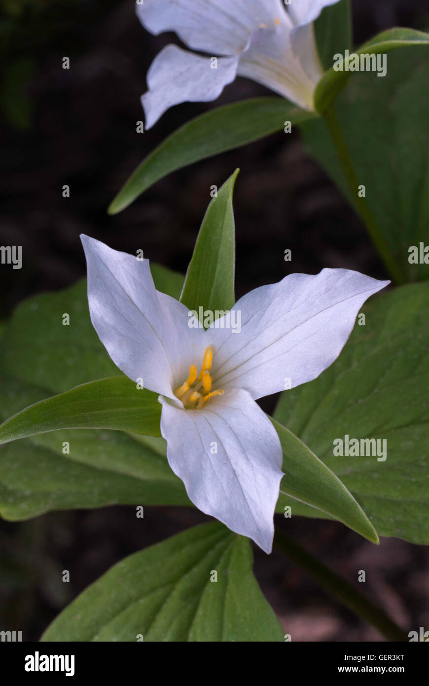 Trillium grandiflorum lily,bois, blanc service robin Banque D'Images