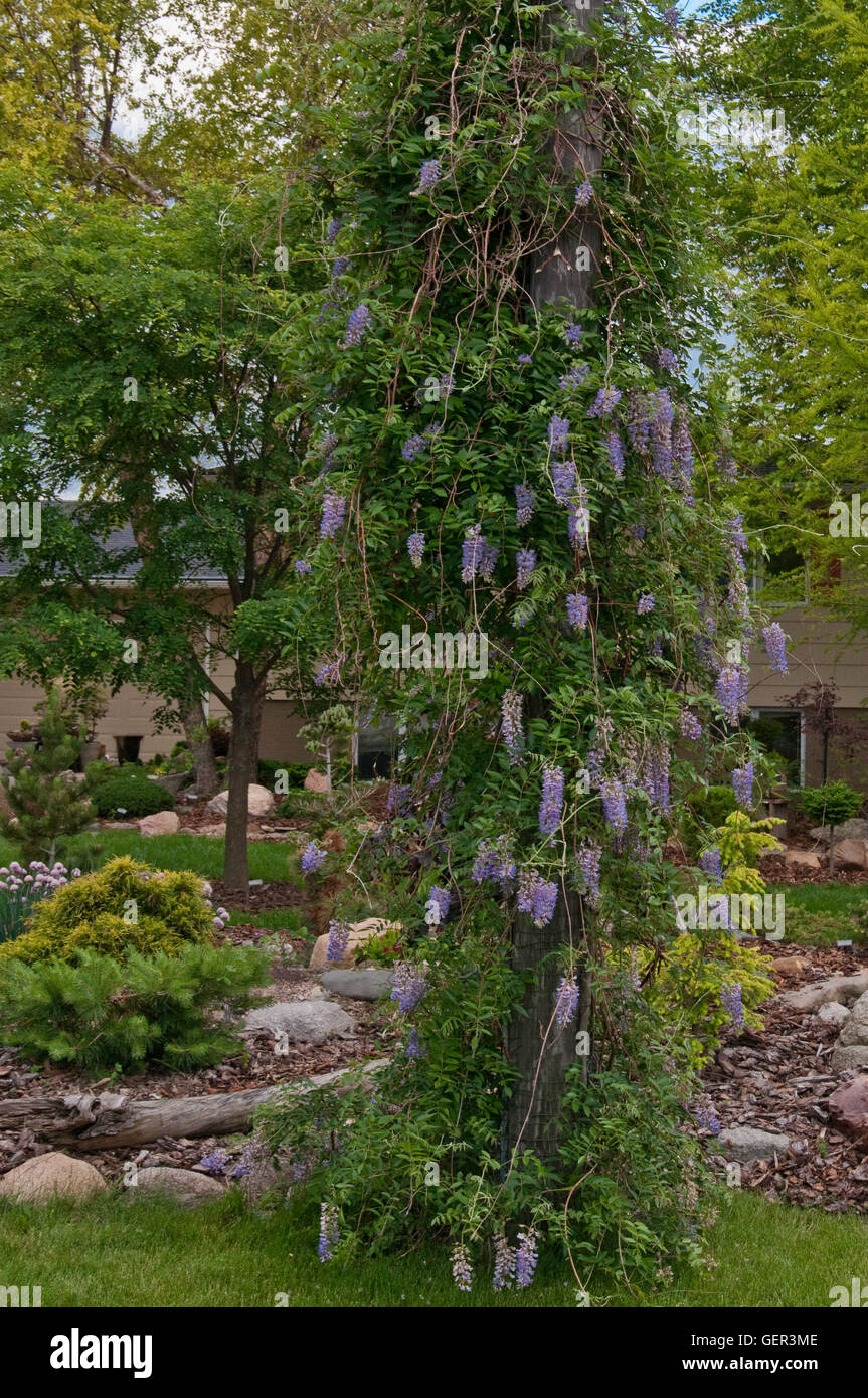 Wisteria macrostachya BLUE MOON, glycine, Kentucky Banque D'Images