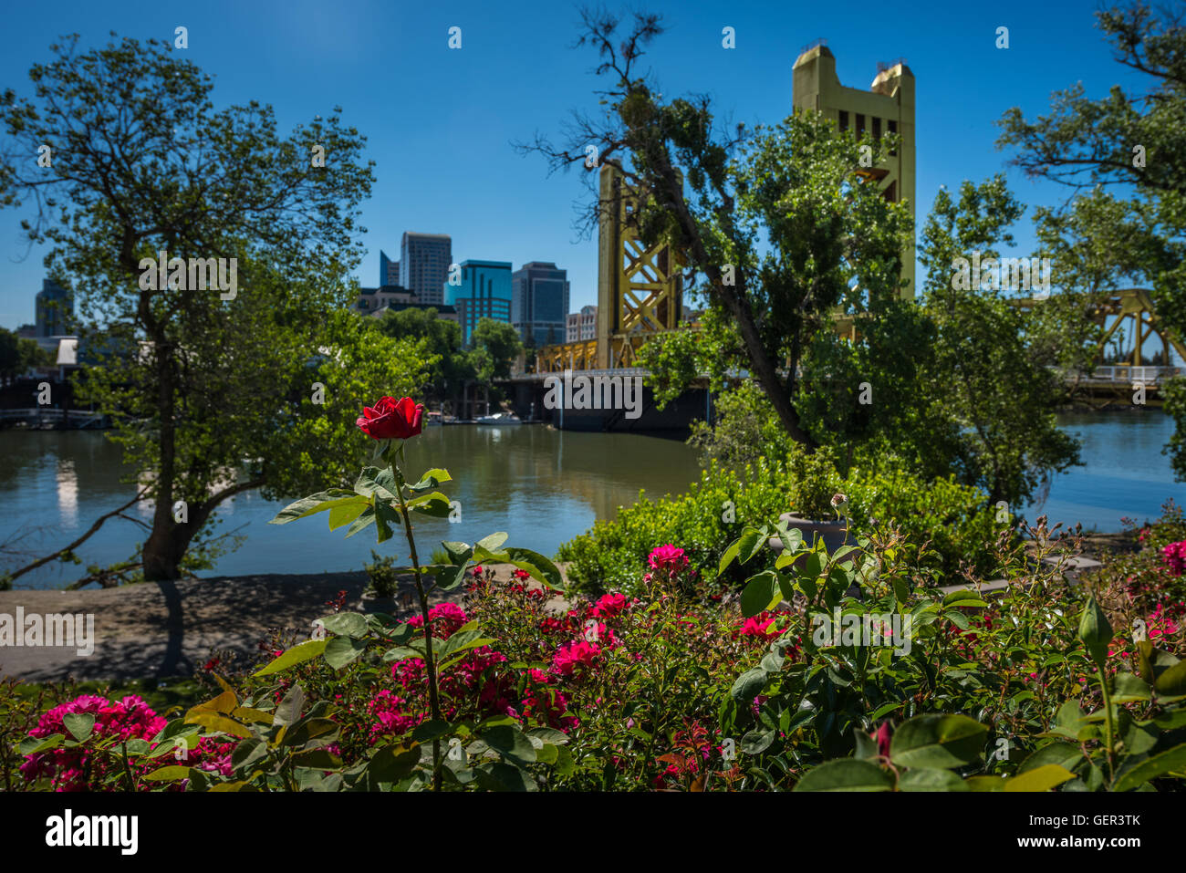 De belles roses et le Tower Bridge Sacramento Californie journée ensoleillée Banque D'Images