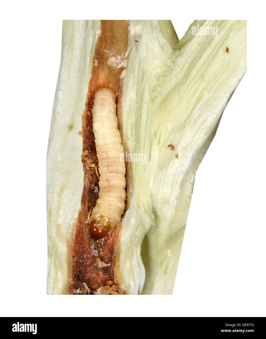 À Pointe rouge - Sésie Synanthedon formicaeformis. Banque D'Images