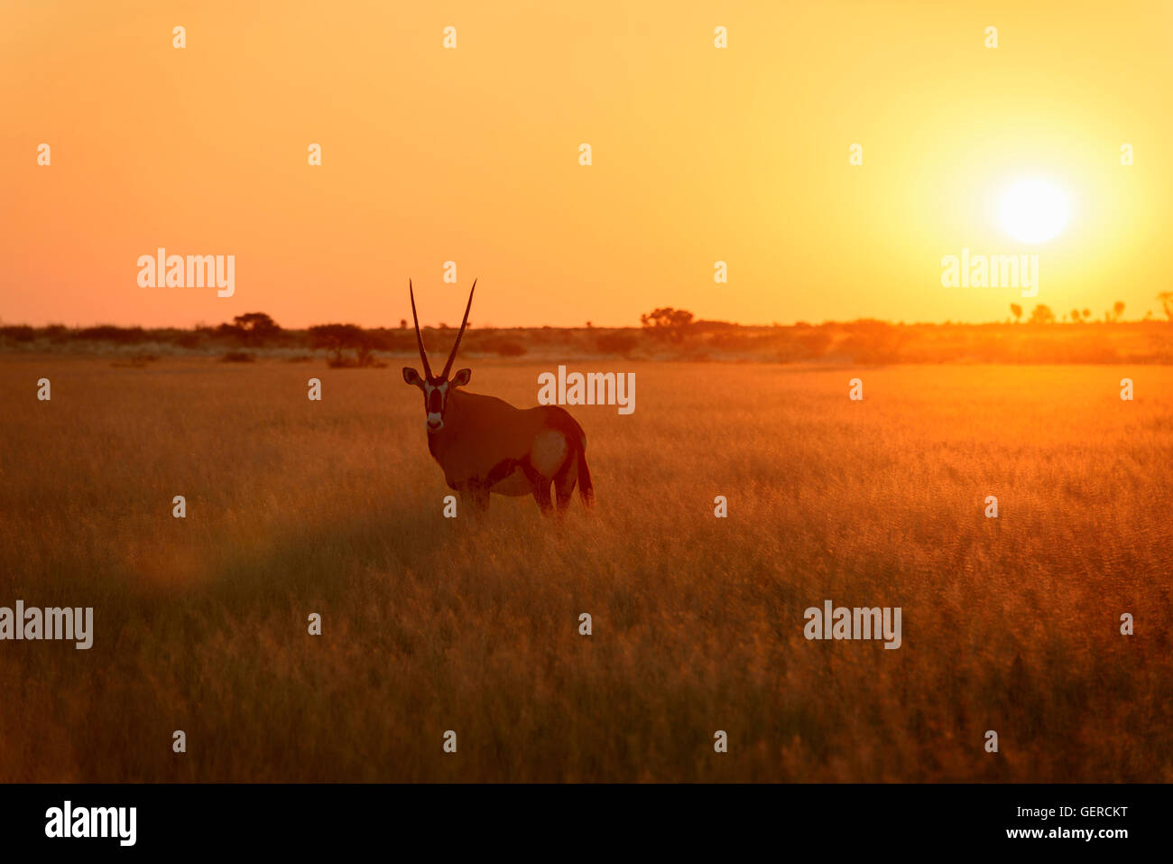 L'Oryx, le lever du soleil, la tromperie, la vallée Central Kalahari Game Reserve, Botswana, (Oryx gazella) Banque D'Images