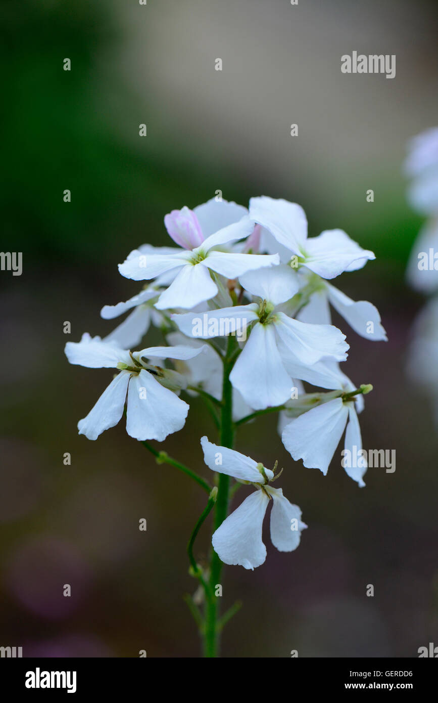 Nachtviole, Hesperis matronalis Banque D'Images