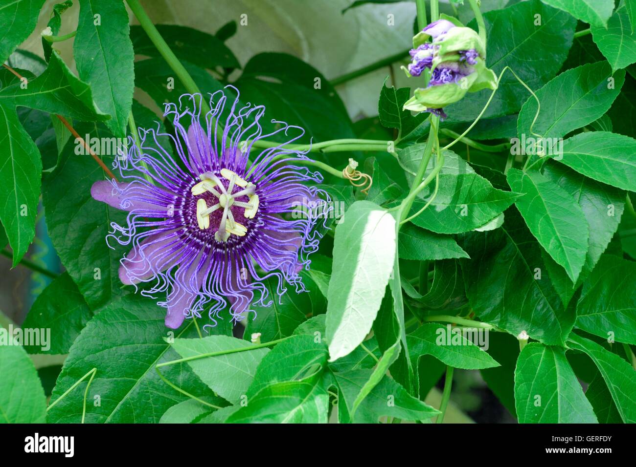 Peut-pop Purple Passion Flower(Passiflora incarnata),jardin botanique de Spring Hill, Florida Banque D'Images