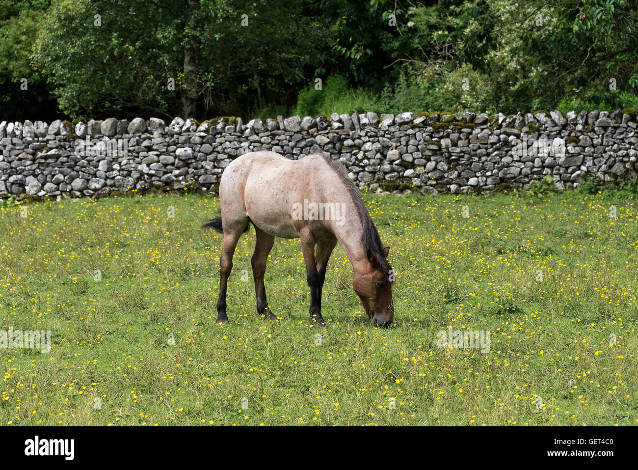 Un beau cheval gris et brun paître dans un champ à Kettlewell dans le parc national de Yorkshire Dales Angleterre Royaume-Uni Banque D'Images