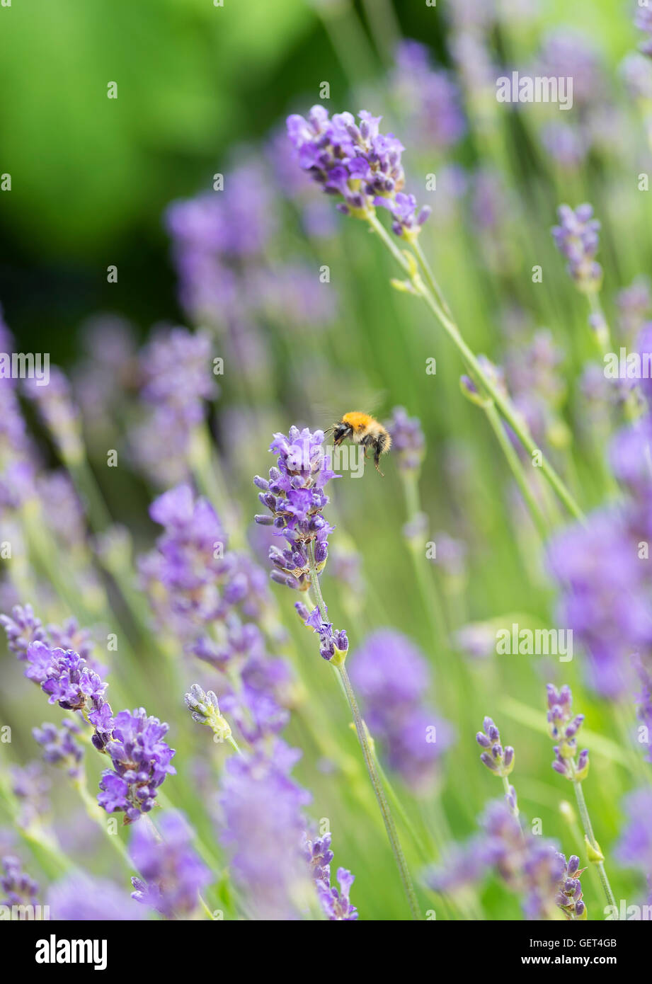 Un Bourdon de descendre sur une tige de lavande à nourrir dans un jardin en Bainbridge North Yorkshire Angleterre Royaume-Uni UK Banque D'Images