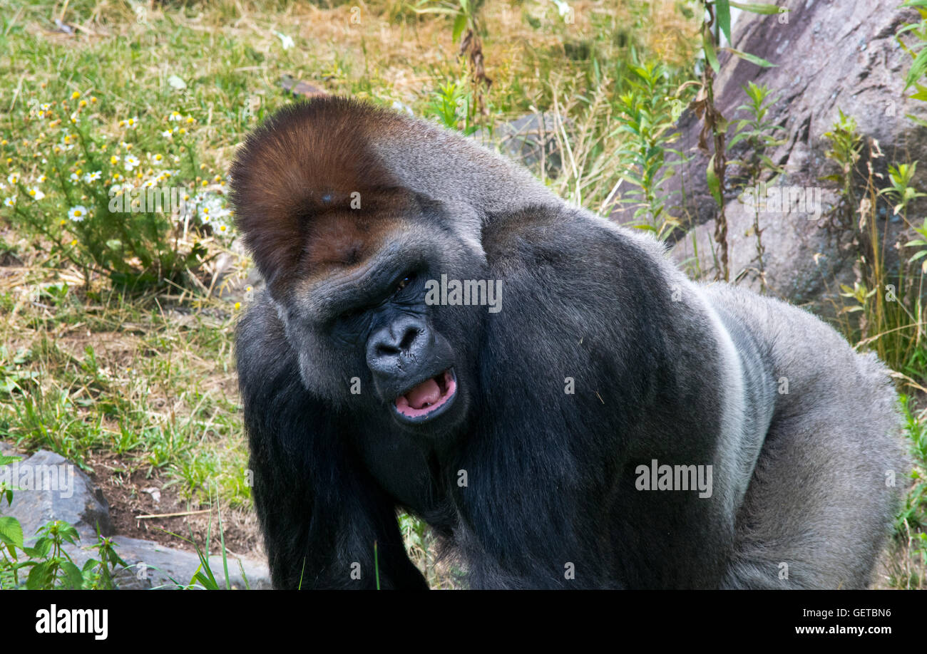 Un gorille mâle au Zoo de Granby. Banque D'Images