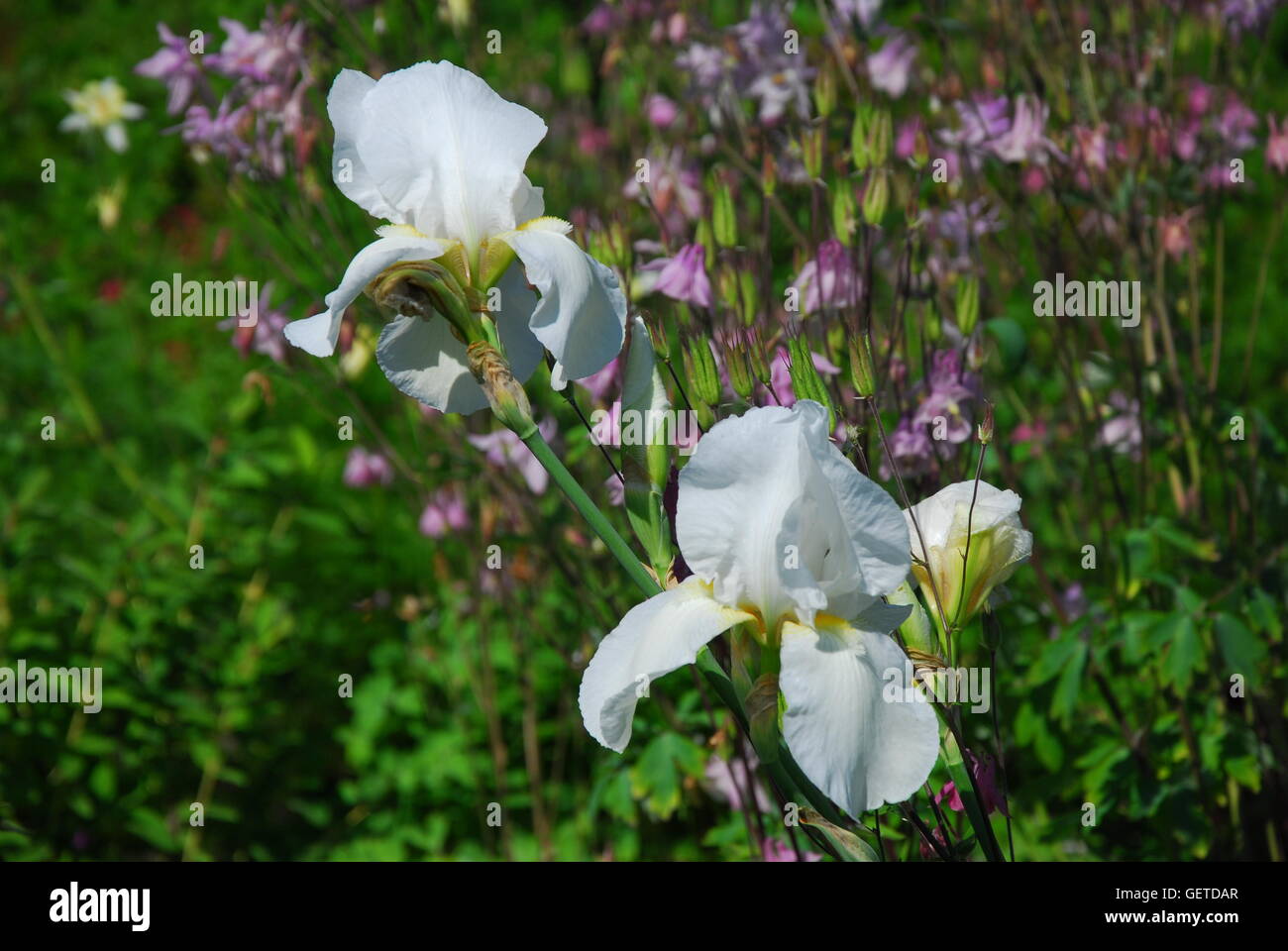 Iris blanc photo stock. Image du jardin, planté, éternel - 89726162