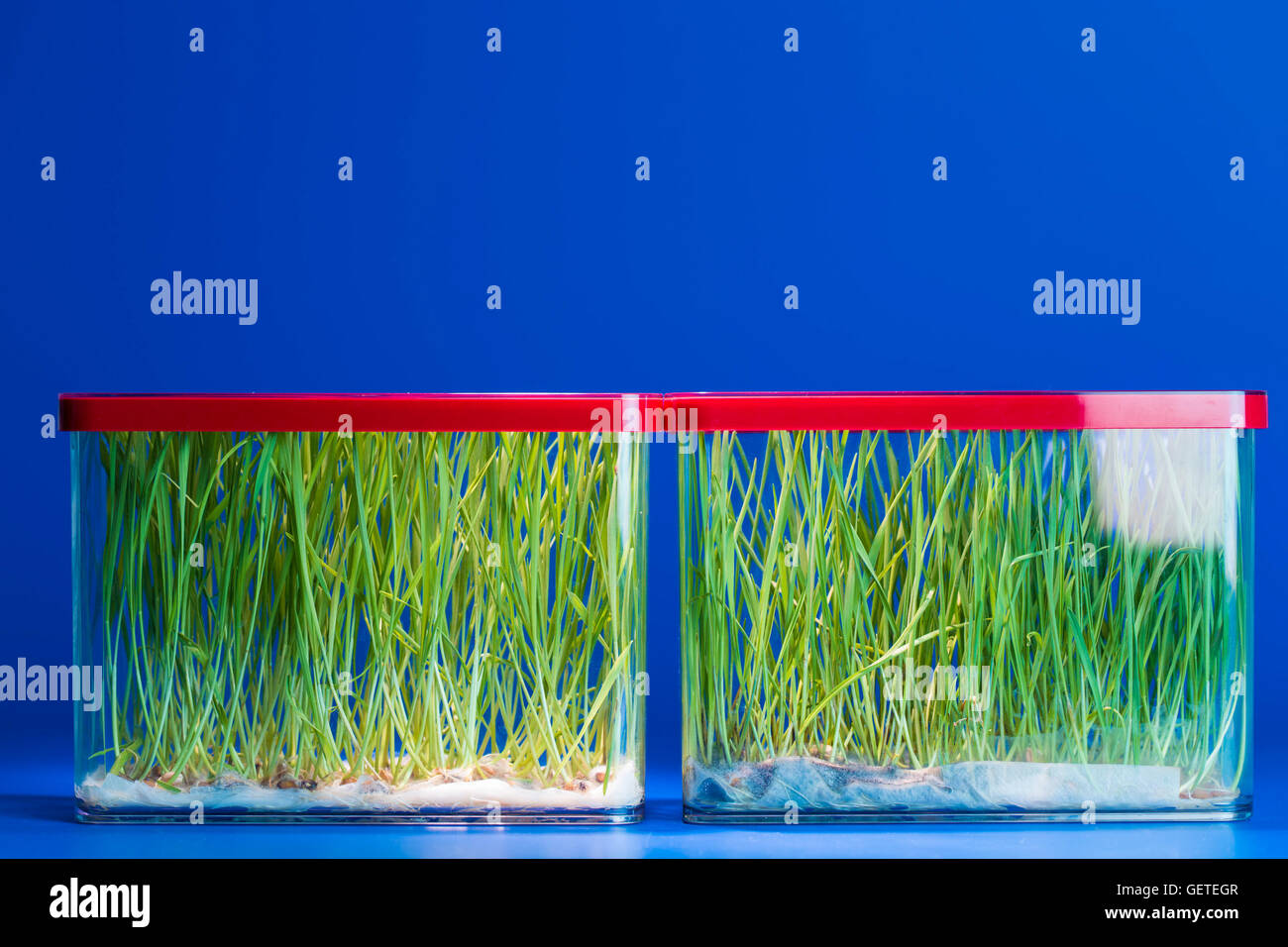 Plantes génétiquement modifiées dans un laboratoire scientifique Banque D'Images