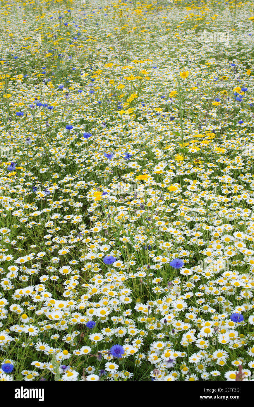 Pré de fleurs sauvages anglais Banque D'Images