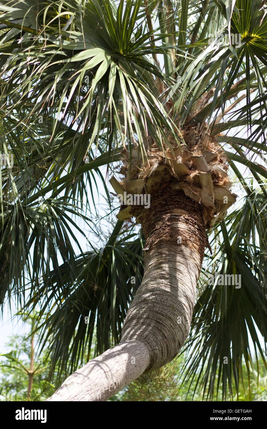 Raffia palm tree Banque de photographies et d’images à haute résolution