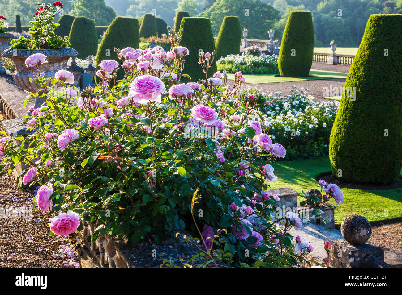 La terrasse de Bowood House dans le Wiltshire. Banque D'Images