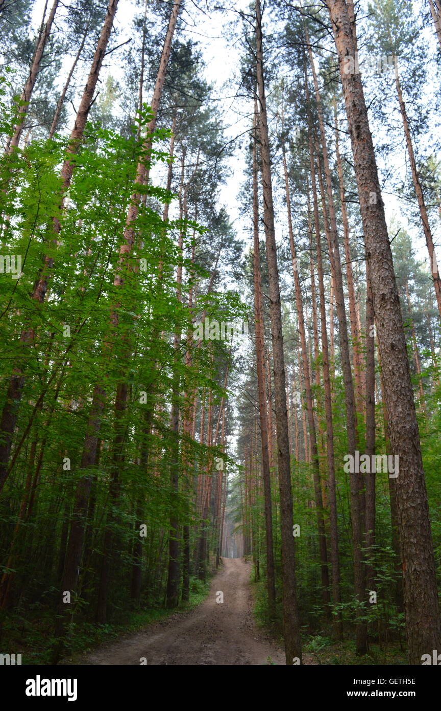 Route dans la forêt de pins Banque D'Images