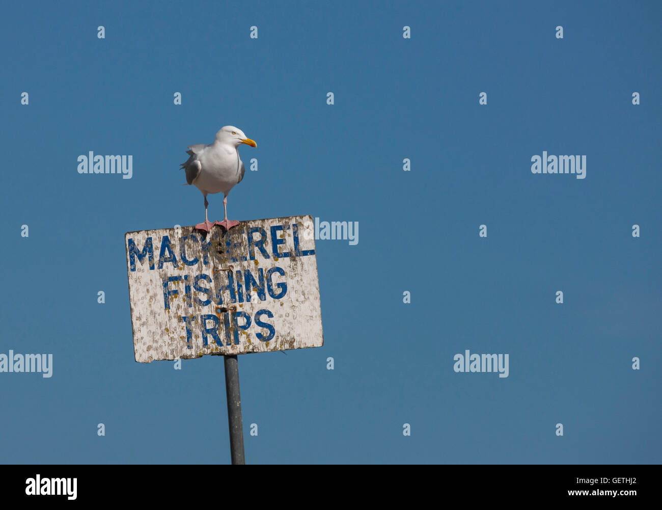 Un goéland argenté se trouve au sommet d'un signe de la publicité de voyages de pêche. Banque D'Images