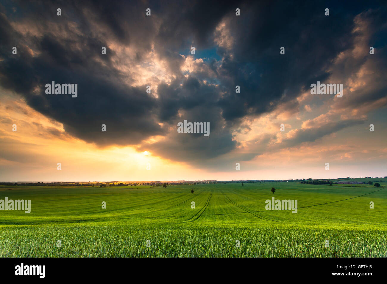 Vue sur un champ de blé comme un orage d'été. Banque D'Images