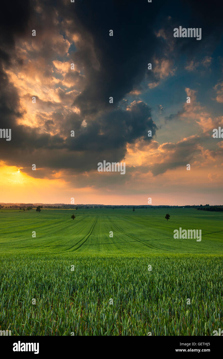 Vue sur un champ de blé comme un orage d'été. Banque D'Images