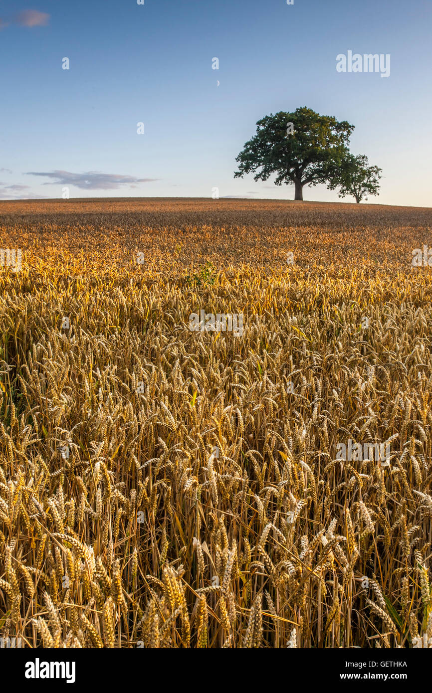 Un champ de blé d'or prêt à récolter avec un arbre à l'horizon et un croissant de lune dans le ciel. Banque D'Images